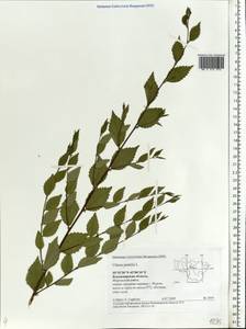 Ulmus pumila L., Eastern Europe, Central region (E4) (Russia)