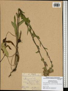 Campanula glomerata L., Eastern Europe, Central region (E4) (Russia)