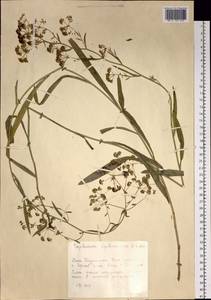 Bupleurum krylovianum Schischk. ex G. V. Krylov, Siberia, Western (Kazakhstan) Altai Mountains (S2a) (Kazakhstan)