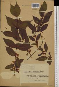 Lonicera maackii (Rupr.) Maxim., Siberia, Russian Far East (S6) (Russia)