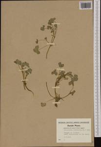 Ranunculus hederaceus L., Western Europe (EUR) (Denmark)