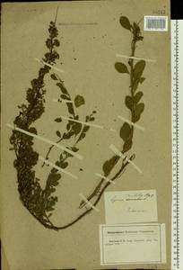 Spiraea crenata L., Eastern Europe, Central forest-and-steppe region (E6) (Russia)