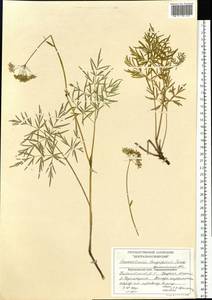 Conioselinum longifolium Turcz., Siberia, Central Siberia (S3) (Russia)