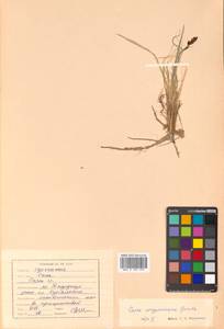 Carex soczavaeana Gorodkov, Siberia, Russian Far East (S6) (Russia)