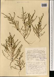 Grubovia melanoptera (Bunge) Freitag & G. Kadereit, Mongolia (MONG) (Mongolia)