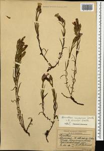 Dianthus caucaseus Sims, Caucasus, Armenia (K5) (Armenia)