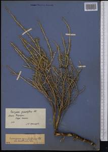 Caragana grandiflora (M.Bieb.)DC., Middle Asia, Caspian Ustyurt & Northern Aralia (M8) (Kazakhstan)