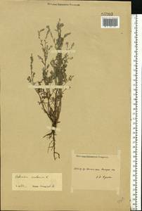 Artemisia caerulescens subsp. caerulescens, Eastern Europe, Middle Volga region (E8) (Russia)