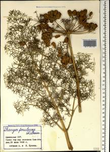 Prangos ferulacea (L.) Lindl., Caucasus, Armenia (K5) (Armenia)