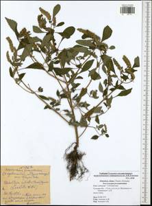 Elsholtzia ciliata (Thunb.) Hyl., Eastern Europe, Central region (E4) (Russia)