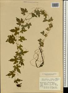 Actinostemma tenerum Griff., South Asia, South Asia (Asia outside ex-Soviet states and Mongolia) (ASIA) (China)