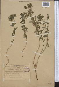 Euphorbia microcarpa (Prokh.) Krylov, Middle Asia, Muyunkumy, Balkhash & Betpak-Dala (M9) (Kazakhstan)