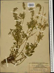 Stachys annua subsp. annua, Caucasus, Azerbaijan (K6) (Azerbaijan)