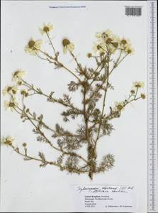 Tripleurospermum maritimum (L.) Koch, Western Europe (EUR) (United Kingdom)