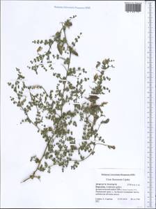 Cicer flexuosum Lipsky, Middle Asia, Pamir & Pamiro-Alai (M2) (Kyrgyzstan)