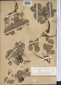 Hedysarum plumosum Boiss. & Hausskn., Middle Asia, Western Tian Shan & Karatau (M3)