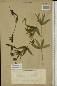 Galium rubioides L., Eastern Europe, Volga-Kama region (E7) (Russia)