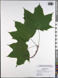 Acer platanoides L., Eastern Europe, Central region (E4) (Russia)