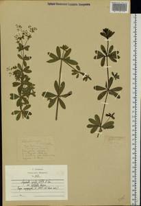 Galium rivale (Sm.) Griseb., Eastern Europe, Moscow region (E4a) (Russia)