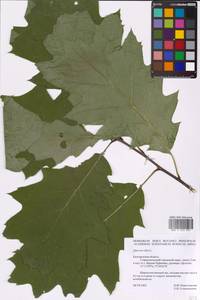 Quercus rubra L., Eastern Europe, Central forest-and-steppe region (E6) (Russia)