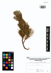 Pinus pumila (Parl.) Regel, Siberia, Baikal & Transbaikal region (S4) (Russia)