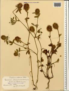 Trifolium diffusum Ehrh., Caucasus, Dagestan (K2) (Russia)