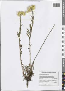 Helichrysum plicatum DC., Caucasus, Armenia (K5) (Armenia)