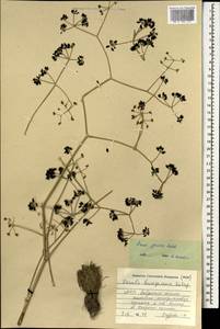 Ferula caspica M.Bieb., Mongolia (MONG) (Mongolia)
