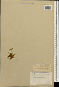 Capsella bursa-pastoris (L.) Medik., Caucasus, Azerbaijan (K6) (Azerbaijan)