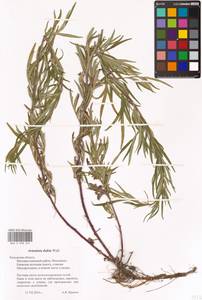 Artemisia umbrosa Turcz. ex DC., Eastern Europe, Central region (E4) (Russia)
