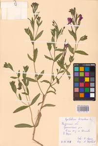 Epilobium hirsutum L., Eastern Europe, Central region (E4) (Russia)