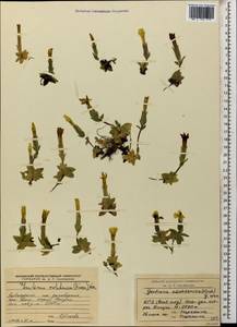 Gentiana verna subsp. oschtenica (Kuzn.) J. J. Halda, Caucasus, Krasnodar Krai & Adygea (K1a) (Russia)