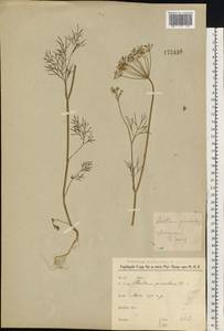 Anethum graveolens L., Eastern Europe, Moscow region (E4a) (Russia)