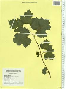 Viburnum opulus L., Eastern Europe, Central region (E4) (Russia)