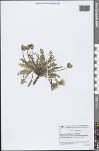 Taraxacum, Eastern Europe, Eastern region (E10) (Russia)