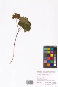 Rubus chamaemorus L., Eastern Europe, Northern region (E1) (Russia)