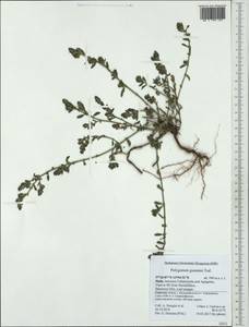 Muehlenbeckia axillaris (Hook. fil.) Walp., Western Europe (EUR) (Italy)
