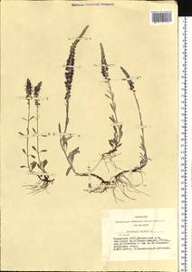 Veronica incana L., Siberia, Altai & Sayany Mountains (S2) (Russia)