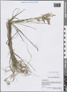 Poa platyantha Kom., Siberia, Russian Far East (S6) (Russia)