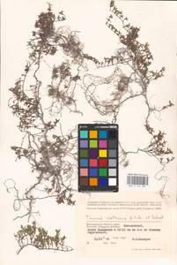 MHA 0 156 884, Thymus calcareus Klokov & Des.-Shost., Eastern Europe, Lower Volga region (E9) (Russia)