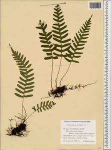 Polypodium vulgare L., Caucasus, North Ossetia, Ingushetia & Chechnya (K1c) (Russia)