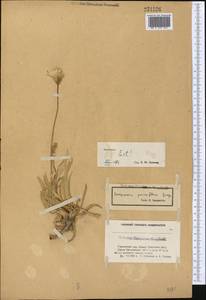 Scorzonera parviflora Jacq., Middle Asia, Caspian Ustyurt & Northern Aralia (M8) (Kazakhstan)