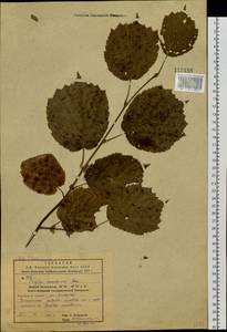 Corylus sieboldiana var. mandshurica (Maxim.) C.K.Schneid., Siberia, Russian Far East (S6) (Russia)