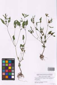 Bidens connata Muhl. ex Willd., Eastern Europe, Central forest region (E5) (Russia)