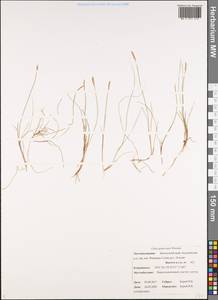 Carex nardina (Hornem.) Fr., Siberia, Chukotka & Kamchatka (S7) (Russia)