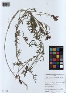 KUZ 001 453, Astragalus ceratoides M. Bieb., Siberia, Altai & Sayany Mountains (S2) (Russia)