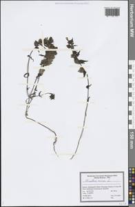 Rhinanthus minor L., Eastern Europe, Northern region (E1) (Russia)