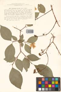 Philadelphus tenuifolius Rupr. & Maxim., Siberia, Russian Far East (S6) (Russia)