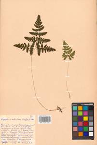 Gymnocarpium robertianum (Hoffm.) Newman, Siberia, Russian Far East (S6) (Russia)