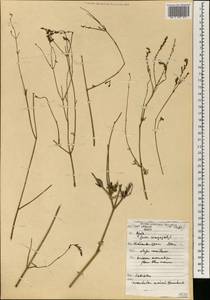 Lavandula mairei Humbert, Africa (AFR) (Morocco)